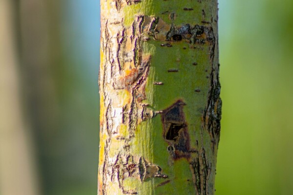 Salix alba 'Chermesina' mehrstämmig 200-250