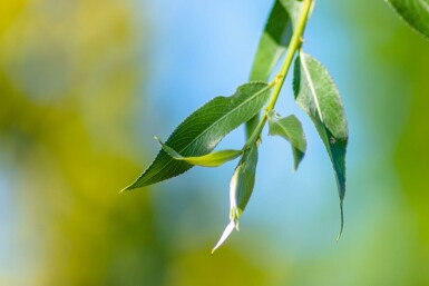 Salix alba 'Chermesina' mehrstämmig