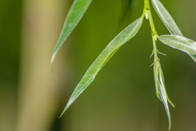 Salix alba 'Liempde'