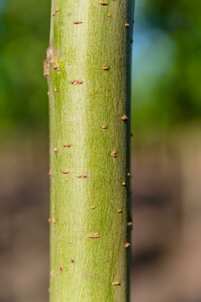 Salix alba 'Liempde'