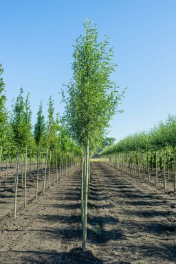 Salix alba 'Liempde' hochstamm 10/12