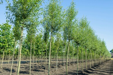 Salix alba 'Liempde' hochstamm