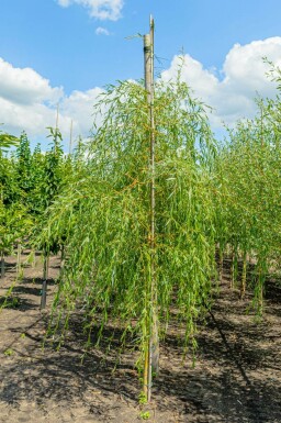 Salix x sepulcralis 'Chrysocoma' hochstamm