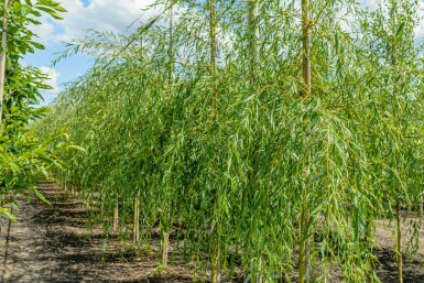 Salix x sepulcralis 'Chrysocoma' hochstamm 10/12