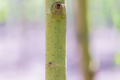 Salix x sepulcralis 'Chrysocoma' hochstamm 10/12