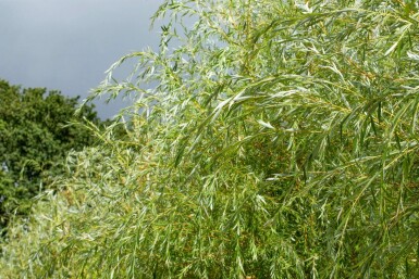 Salix x sepulcralis 'Chrysocoma' hochstamm 10/12