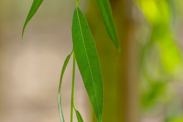 Salix x sepulcralis 'Chrysocoma' mehrstämmig 350-400