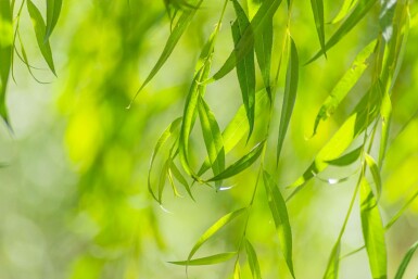 Salix x sepulcralis 'Chrysocoma' mehrstämmig 350-400