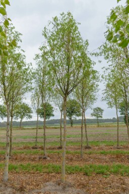 Salix babylonica 'Tortuosa'