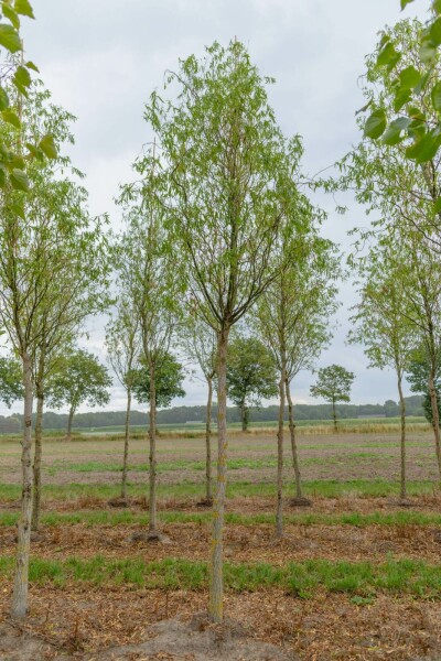 Salix babylonica 'Tortuosa' hochstamm 14/16