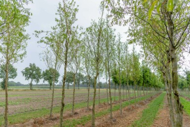 Salix babylonica 'Tortuosa' hochstamm 14/16