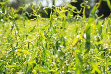 Salix babylonica 'Tortuosa' hochstamm 14/16