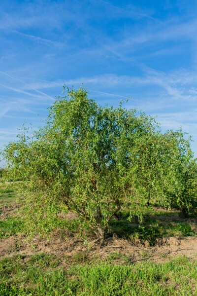 Salix babylonica 'Tortuosa' mehrstämmig 200-250