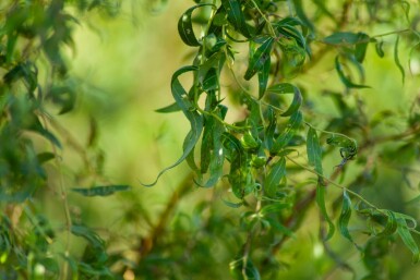 Salix babylonica 'Tortuosa' mehrstämmig 200-250