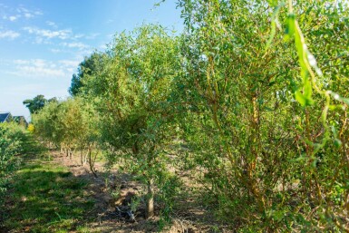 Salix babylonica 'Tortuosa' mehrstämmig 200-250