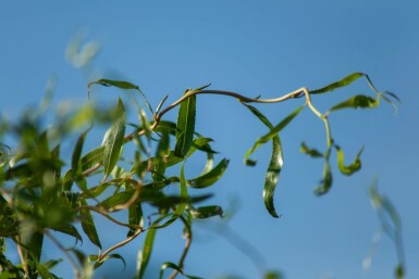 Salix babylonica 'Tortuosa' mehrstämmig 200-250