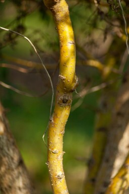 Salix babylonica 'Tortuosa' mehrstämmig 200-250