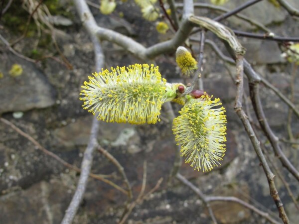 Salix caprea