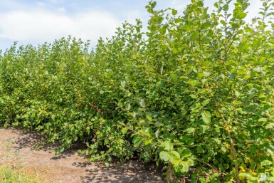 Salix caprea mehrstämmig