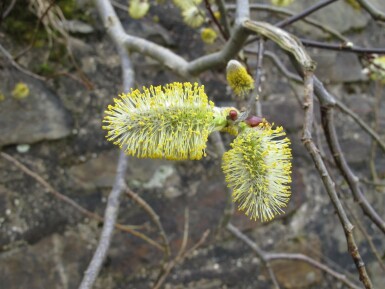 Salix caprea mehrstämmig 200-250