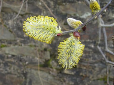 Salix caprea mehrstämmig 200-250