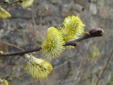 Salix caprea mehrstämmig 200-250