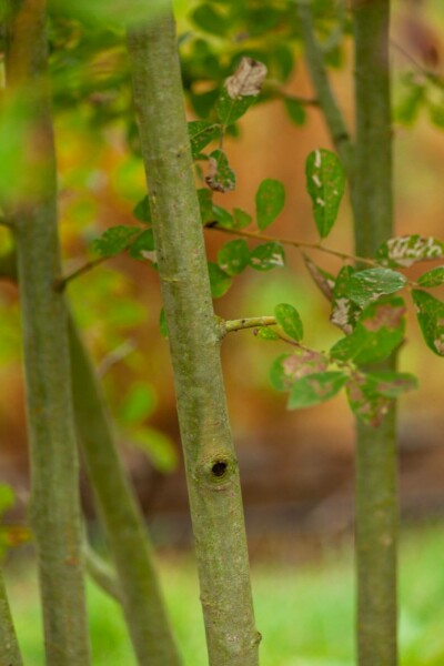 Salix cinerea