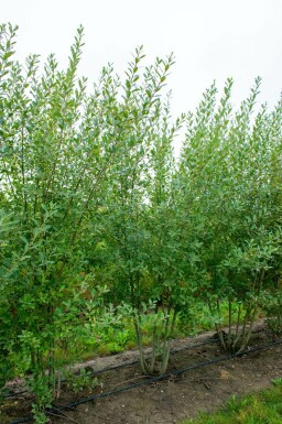 Salix cinerea mehrstämmig 200-250