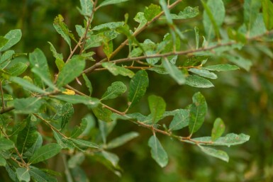 Salix cinerea mehrstämmig