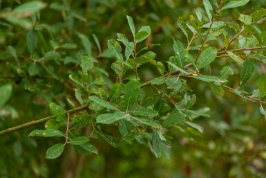 Salix cinerea mehrstämmig 200-250