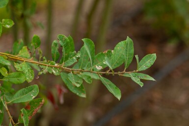 Salix cinerea mehrstämmig 200-250