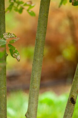 Salix cinerea mehrstämmig 200-250