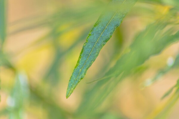 Salix fragilis hochstamm 14/16