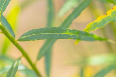 Salix fragilis hochstamm