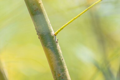 Salix fragilis hochstamm 14/16