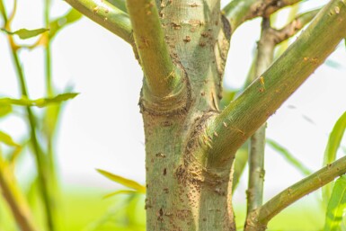 Salix fragilis hochstamm 14/16