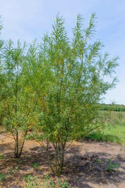 Salix fragilis mehrstämmig 200-250