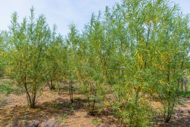 Salix fragilis mehrstämmig