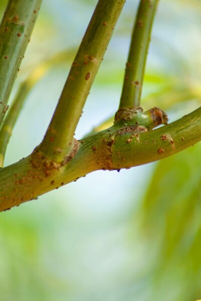 Salix viminalis