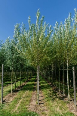 Salix viminalis hochstamm