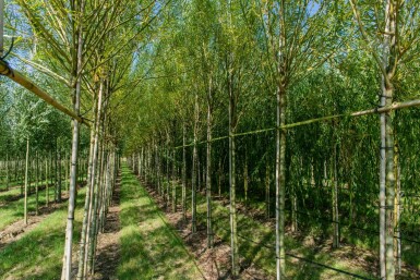 Salix viminalis hochstamm 14/16