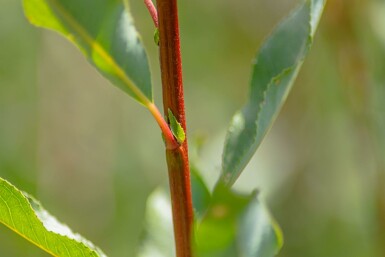 Salix viminalis hochstamm 14/16