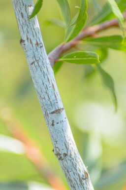 Salix viminalis hochstamm 14/16