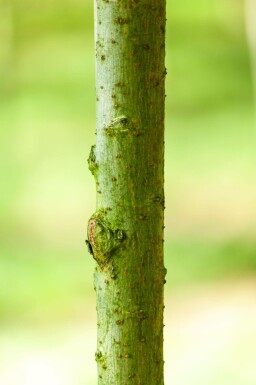 Salix viminalis hochstamm 14/16