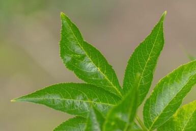 Sambucus nigra