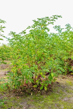 Sambucus nigra mehrstämmig 200-250