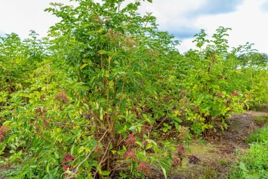 Sambucus nigra mehrstämmig 200-250