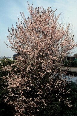 Prunus cerasifera 'Nigra'