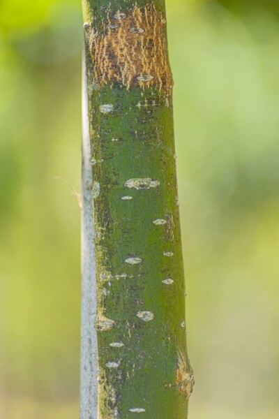 Styphnolobium japonicum 'Regent'