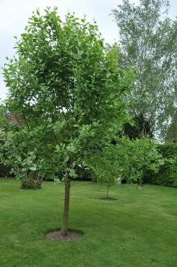 Sorbus aria 'Lutescens'